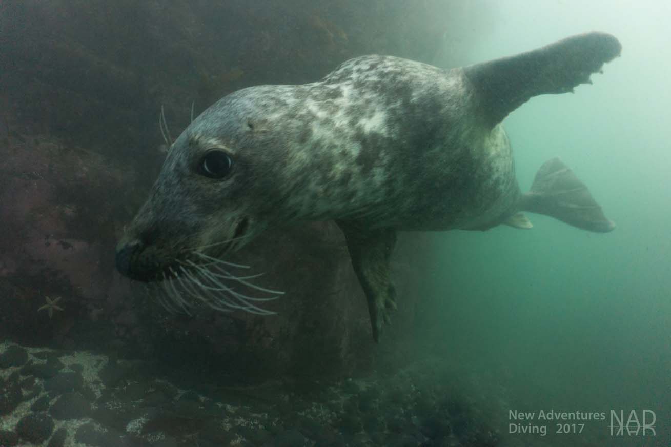 A Farne islands seal swimming past.